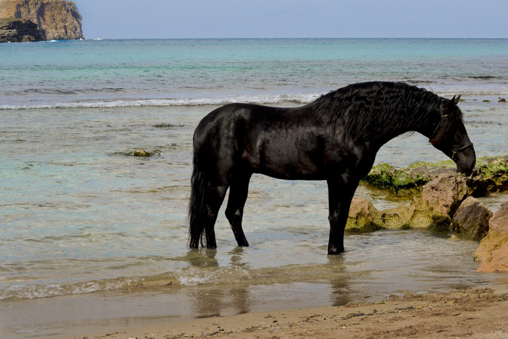 Truc - prize winning thoroughbred Menorcan horse