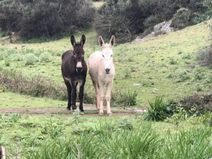 Salt and Pepper donkeys