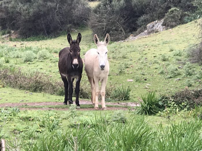 Salt and Pepper donkeys