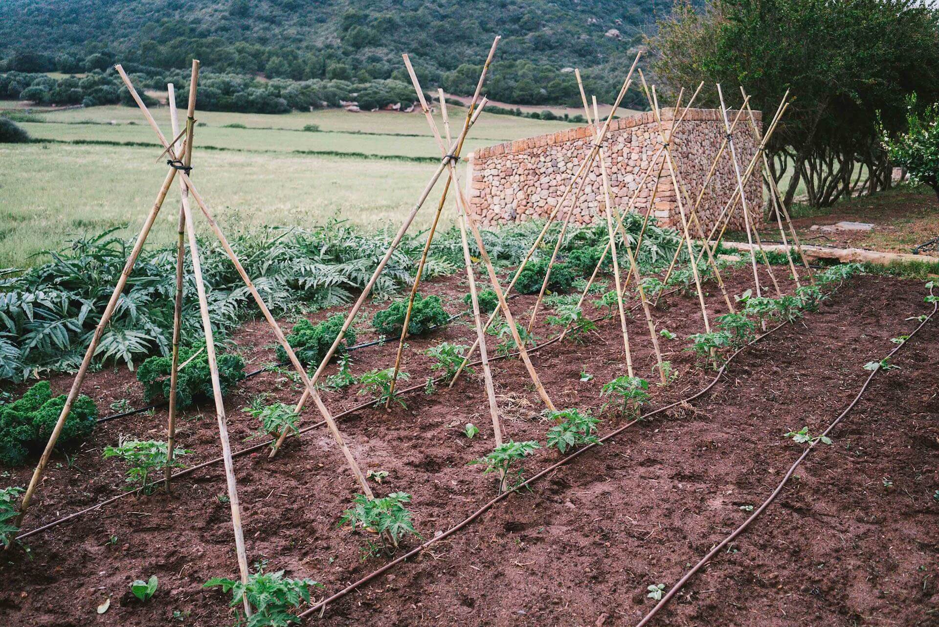 Organic vegetable garden in Son Felip