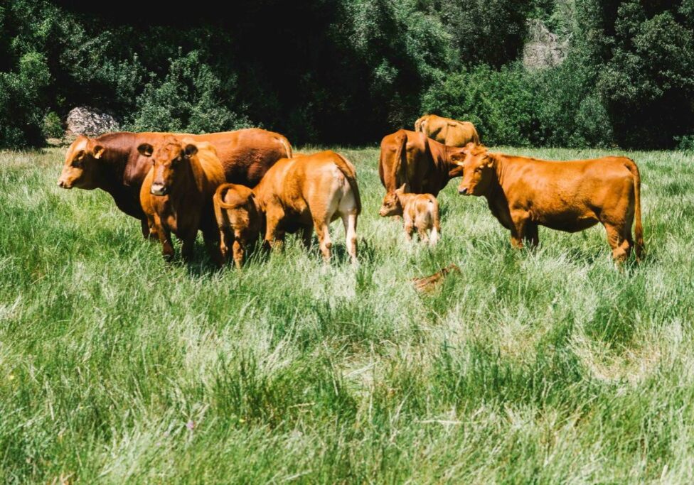 Regenerative agriculture and organic farm Son Felip Menorca